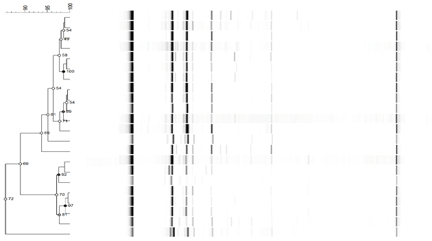 Dendrogram from ISSR-PCR patterns