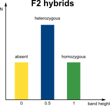 AFLP marker distribution in F2 hybrids