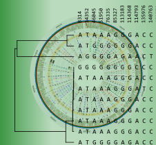 Whole-genome SNP analysis